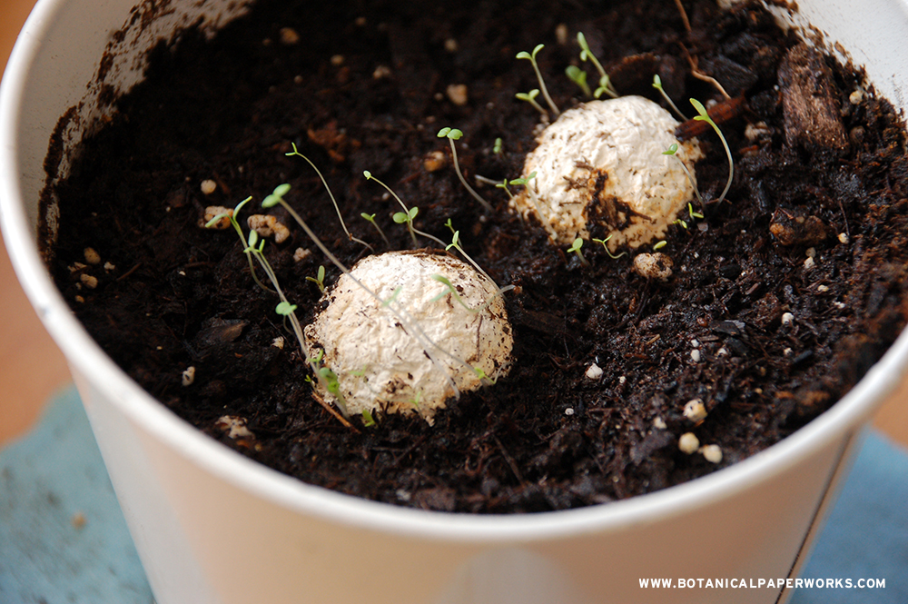 What are seed bombs? Find out and learn more about these Botanical PaperWorks seed bombs.