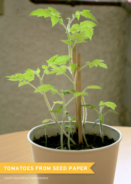 Growing Tomato Seed Paper Blog Botanical Paperworks,Broccolette Recipe